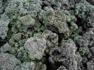 Lichens