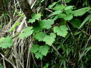 Vigne maronne