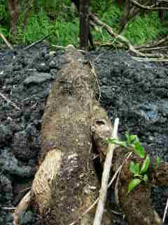 Arbre couch dans la lave