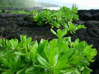 Manioc marron bord de mer