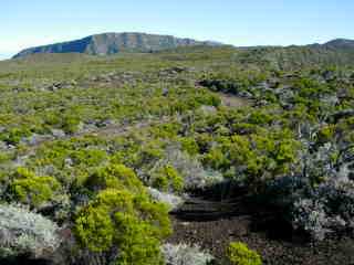 Vers le Piton de Bert