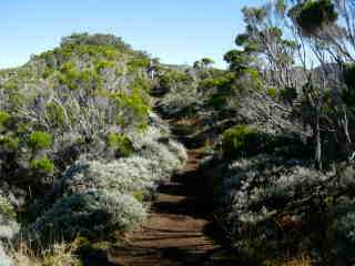 Sentier du Piton de Bert