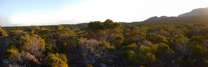 Sentier vers le Piton de Bert