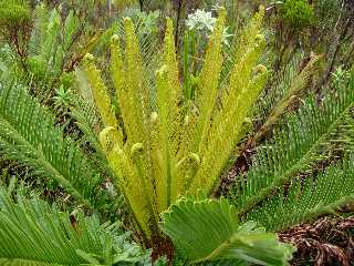 Fausse osmonde, Blechnum tabulare