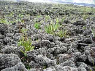 Lichens