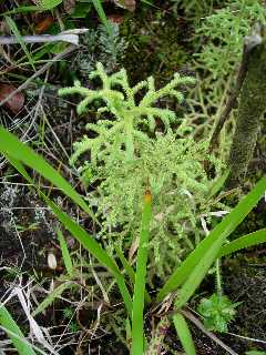 Lycopodium ...