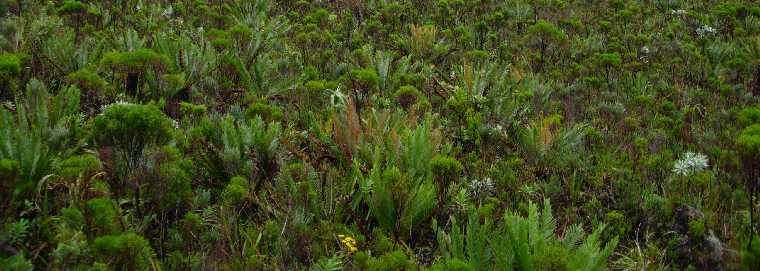 Fort de Blechnum