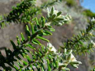 Velours blanc