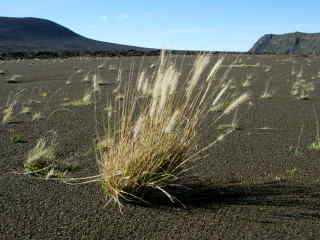 Pennisetum caffrum