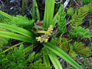 Ananas marron