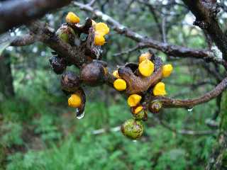 Bois de Mapou (fruits)