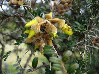 Fleurs de Petits tamarins des Hauts