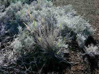 Pennisetum caffrum