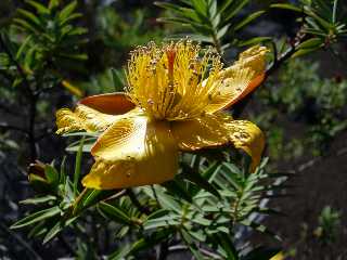 Fleurs jaunes