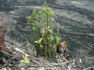 Bourgeonnement