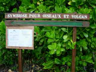 Symbiose pour oiseaux et volcan