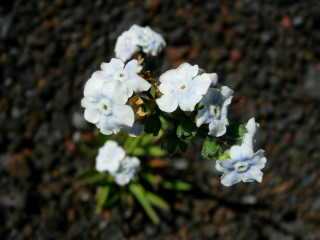 Myosotis de Bourbon