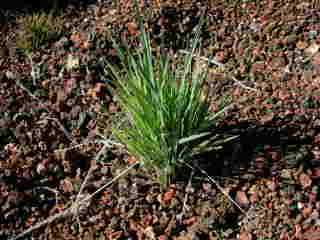 Pennisetum Caffrum