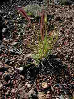 Pennisetum caffrum