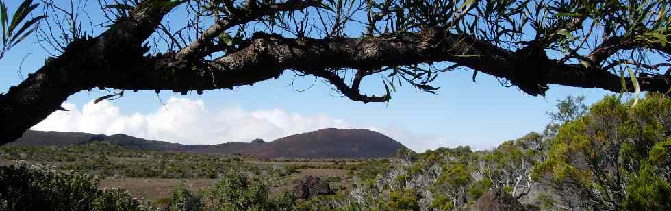 Plateau des Basaltes et tamarin des Hauts