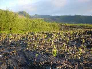 Coule sud 2004