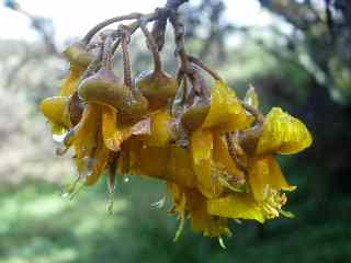 Fleurs de Petit tamarin des Hauts