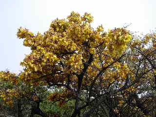 Petit tamarin des Hauts en fleurs