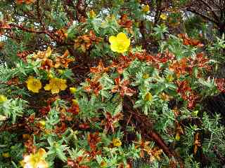 Bois de fleurs jaunes en fleurs