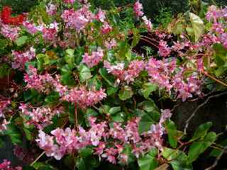 Fuschias  l'cole du Tremblet