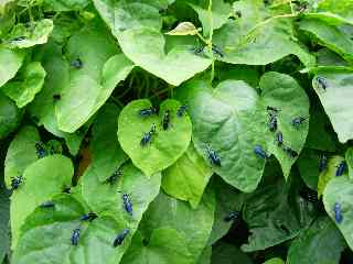 Mouches bleues au Tremblet