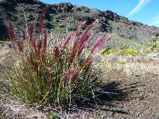 Pennisetum Caffrum - Piton Hay