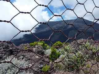 Grillage au Piton de Partage