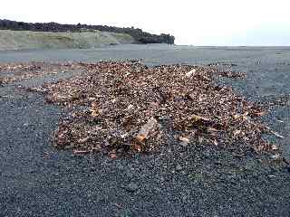 Feuilles sur la plage du Tremblet