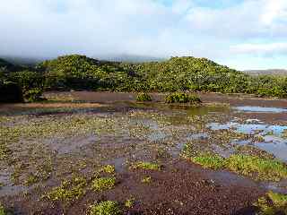 Au sud du Piton de Caille