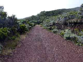 Piste forestire 44 du Piton de l'Eau