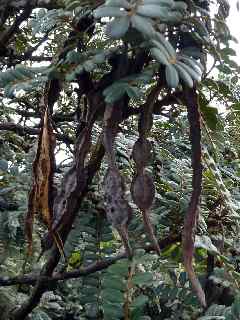 Fruits du Petit tamarin des hauts