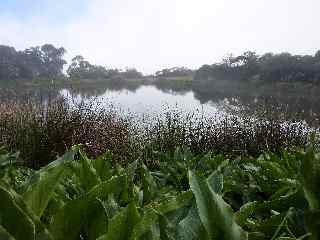 Arums et Piton de l'Eau