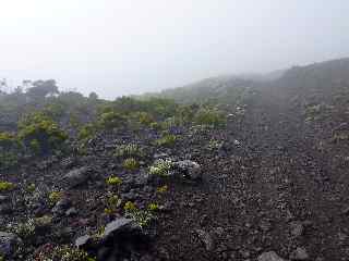 Piton Rouge, bord de l'Enclos