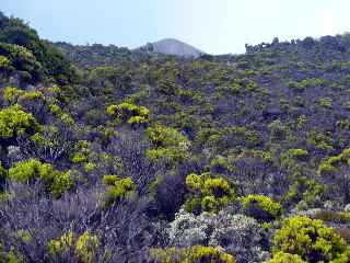 Piton de la Fournaise ( gauche, le Piton Hubert)