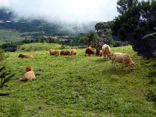 Bovins vers le Nez de Boeuf