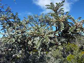 Petit tamarin des Hauts