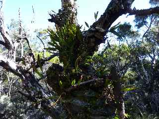 Tamarins et fougres