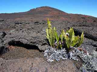 Blechnum Tabulare et Piton Chisny