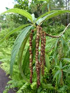 Bois de chapelet