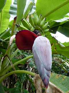 Fleur de bananier