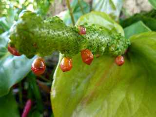 Spadice pollinis d'anthurium