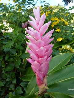 Fleur d'alpinia