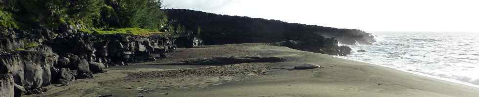 Alan, l'lphant de mer, sur la plage du Tremblet - mai 2010