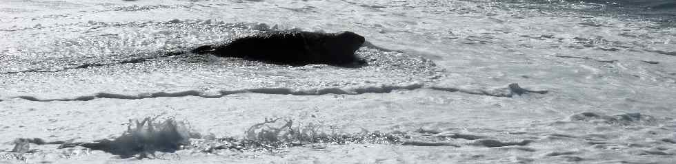 Alan, l'lphant de mer de la plage du Tremblet - mai 2010