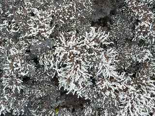 Coulée 2004 - Lichens
